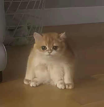 frogcat