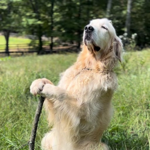 Gandalf the Golden