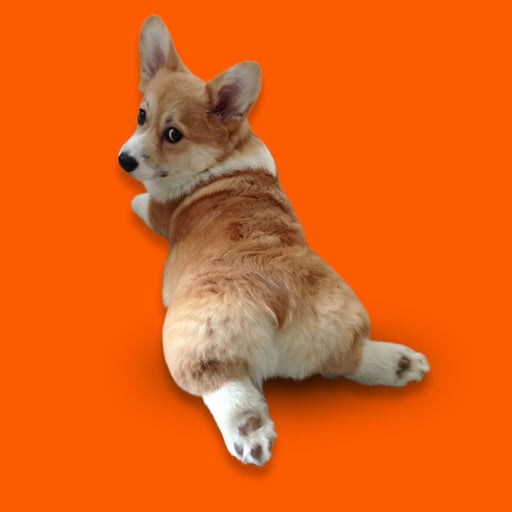 sploot