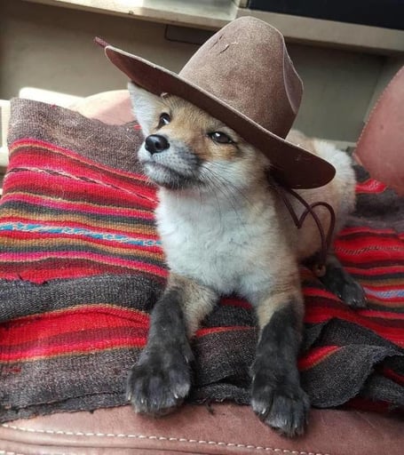 foxwifhat