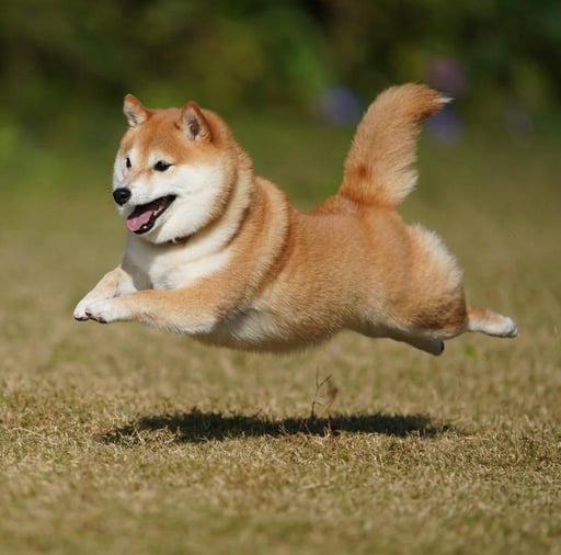 Let The Dog Run