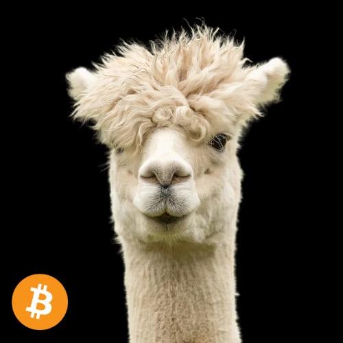 Alpaca 