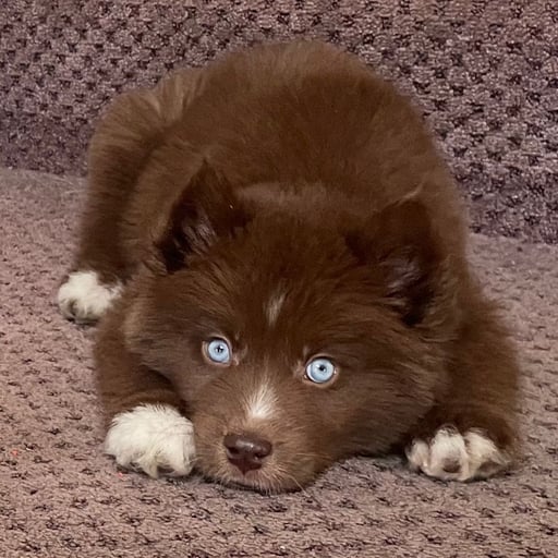 Kovu The Husky