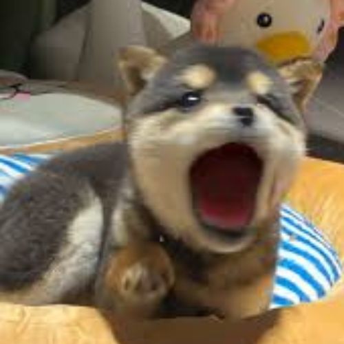 POP DOG