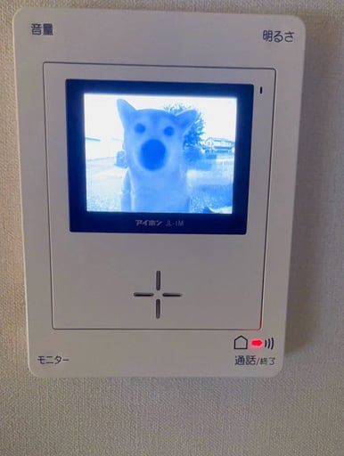 Dingdog