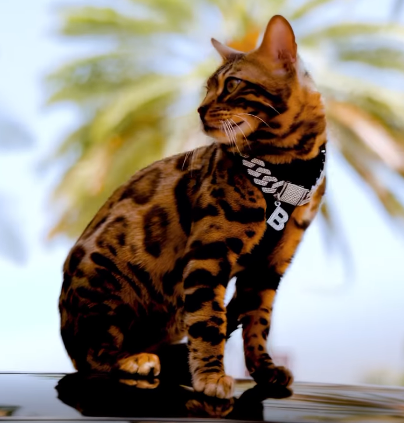 Baki The Bengal