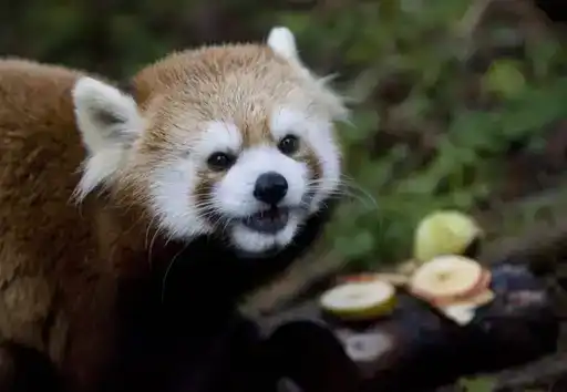 Solana the Red Panda