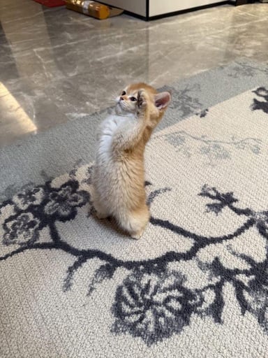 CAPTAIN MEOW