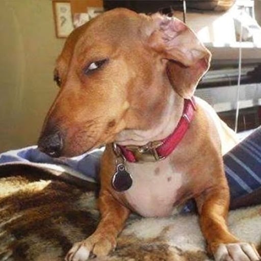 Sus dog