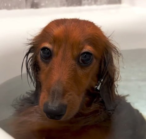 fartdog