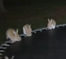 Bouncing Bunnies