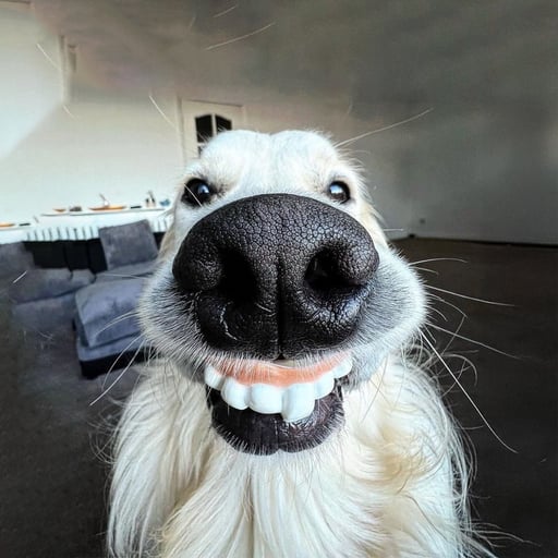 Goofy Goofer