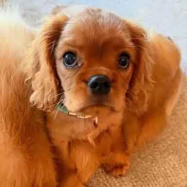 Charlie Lou Rogan