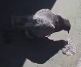 Fentanyl Pigeon