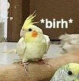 birh