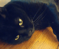 NEW GOOGLE CAT