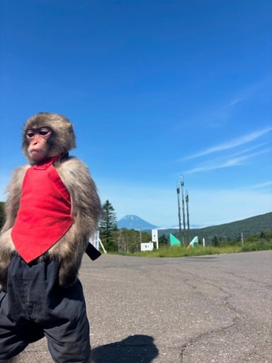 AURA MONKEY