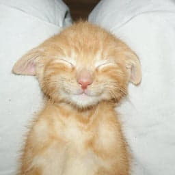 chill cat 
