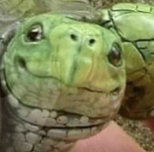 CARA THE MEME TURTLE