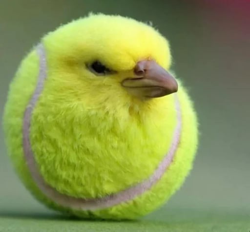 TennisBird