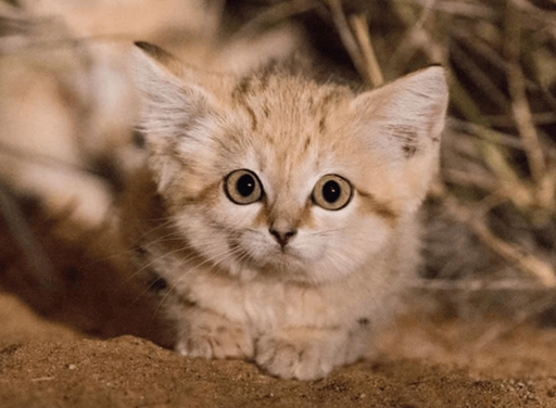 Cutest Animal On Earth