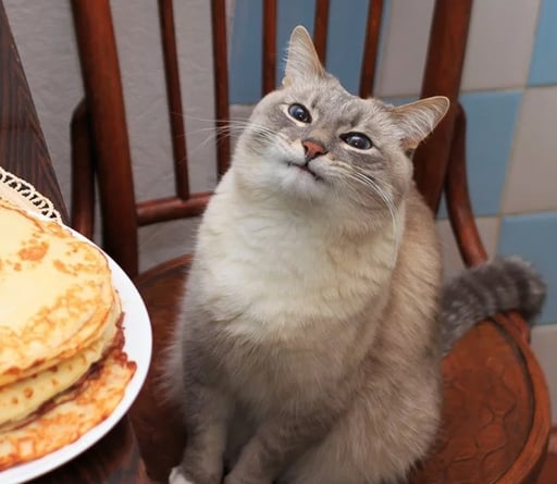 Blini Cat