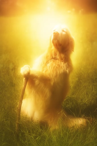 The Quest Giver