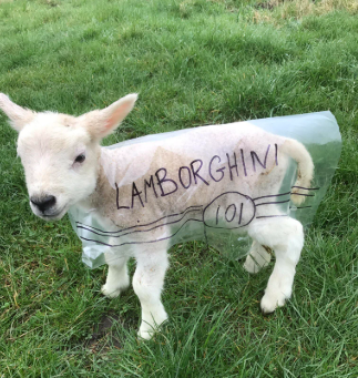 Lamb-orghini