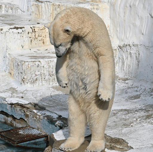 Viral Depressed Bear
