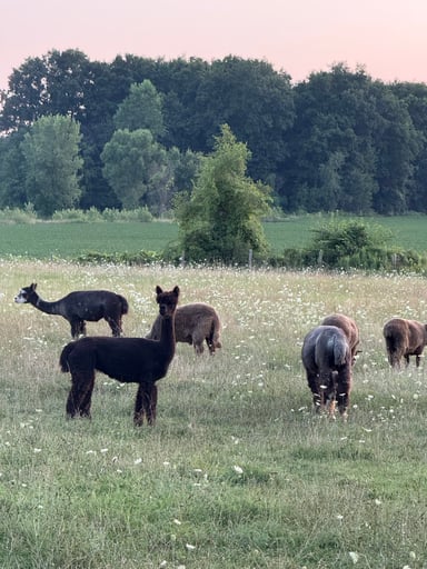 Alpaca