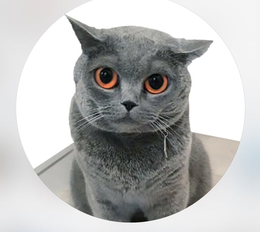 SkyWalker Cat