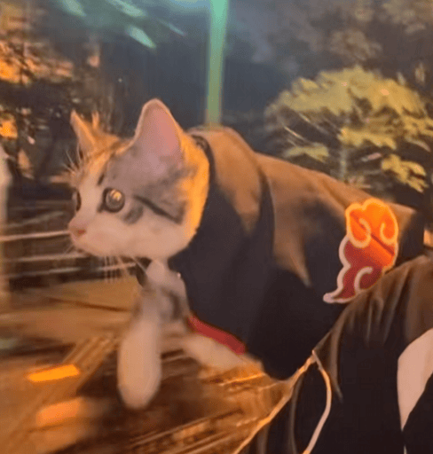 Acatsuki