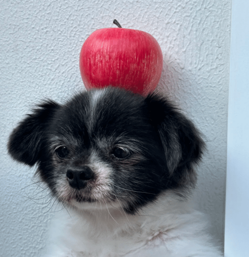 小陈 forever puppy