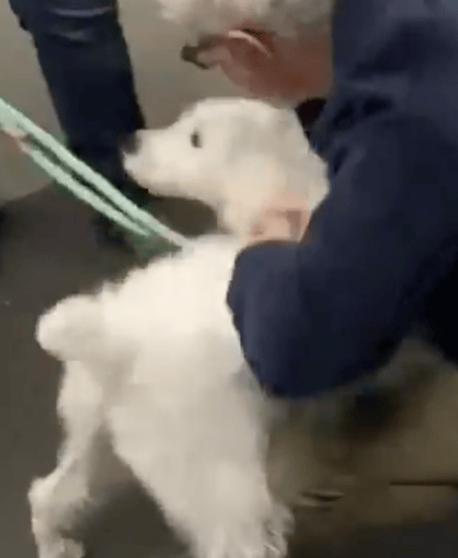 The Superman Dog