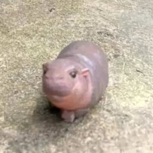 minideng