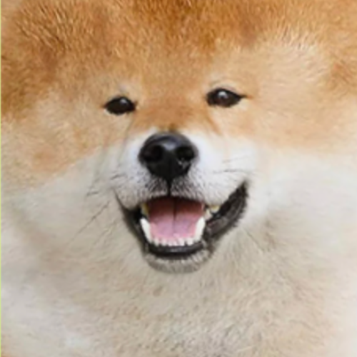 Tofu Chan