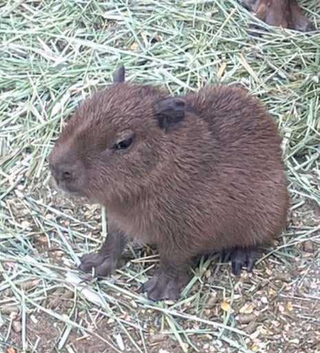 baby capy