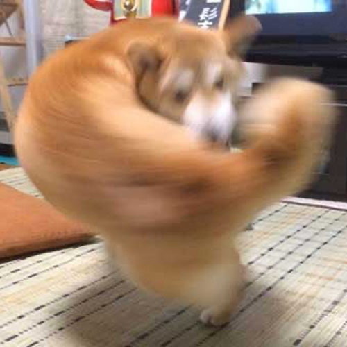Right-Hook Dog