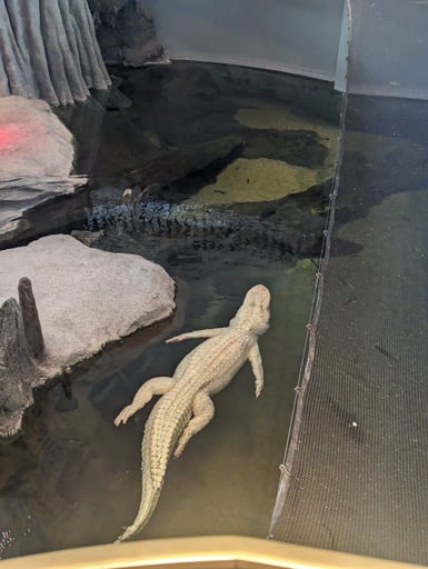 Claude the Anthropic Alligator