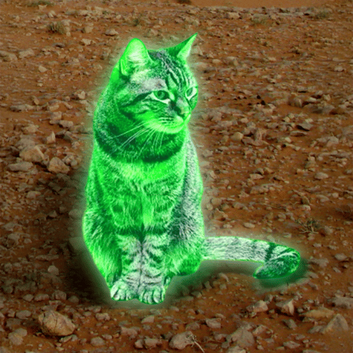 Ray Cat