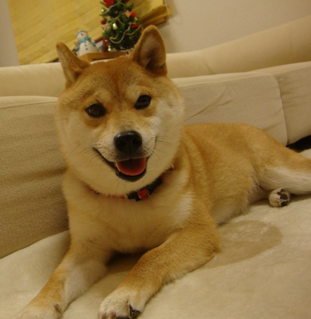 コロン