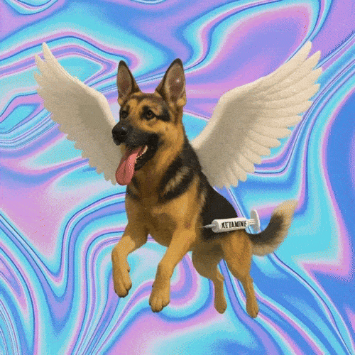 Flying Ketamine Dog