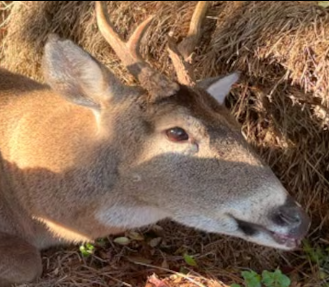 Little Buck the deer