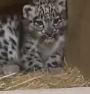 Rare Newborn Snow Leopard Cub