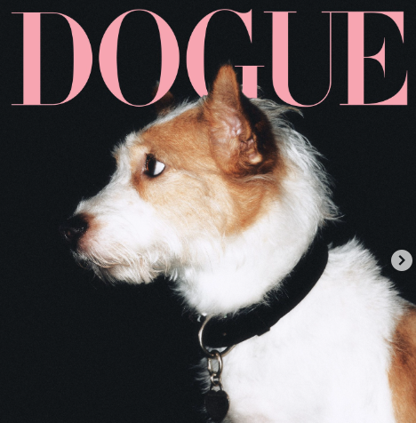 Dogue Dog