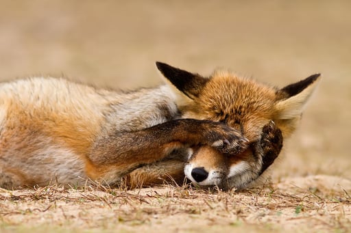 Roeselien Raimond