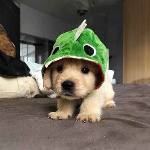 rawr!