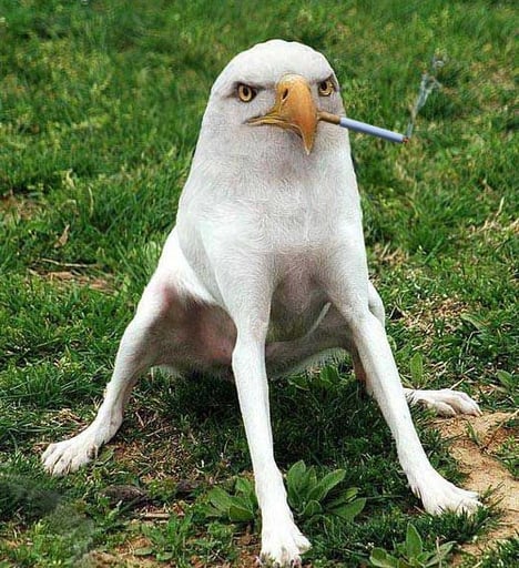 smoking eagle dog