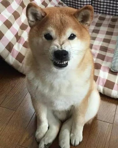 Shiba
