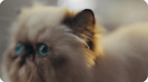 Coinbase Cat